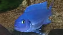 Pseudotropheus Caleinos