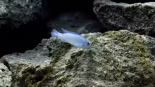 Pseudotropheus callainos cobalt (bright blue) - Abgrasen von Aufwuchs