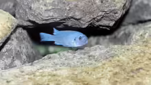 Pseudotropheus callainos cobalt (bright blue)