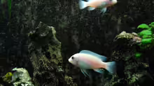 Pseudotropheus callainos White Pearl 