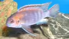 Pseudotropheus Chilumba