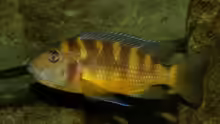 Pseudotropheus crabro -W-