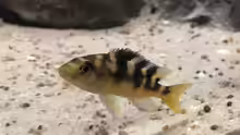 Pseudotropheus crabro