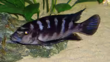 Pseudotropheus crabro Bock