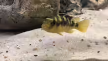 Pseudotropheus crabro