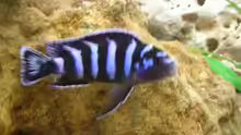 Pseudotropheus demasoni