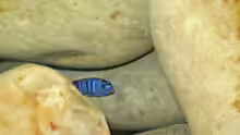 Pseudotropheus demasoni