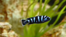 Pseudotropheus Demasoni