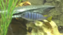 Pseudotropheus elongatus mpanga Bock