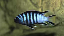 Pseudotropheus elongatus mpanga