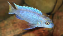 Pseudotropheus elongatus
