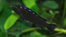 Pseudotropheus sp 