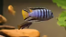 Pseudotropheus elongatus spec. mpanga (Papa & Kind)