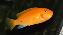Pseudotropheus Estherae red