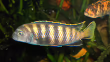 Pseudotropheus flavus Mänchen suche weibchen