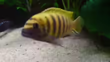 Pseudotropheus Kawanga Gold WFNZ Männchen