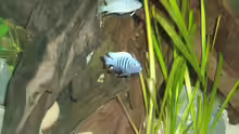 Cynotilapia pulpican