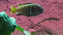 pseudotropheus membe deep - Männchen