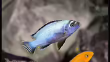 Pseudotropheus membe deep
