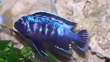 Pseudotropheus msobo magunga Männchen