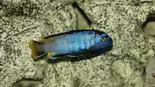 Pseudotropheus msobo ´magunga´