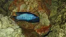 Pseudotropheus msobo ´magunga´