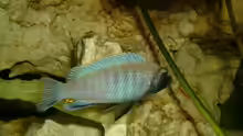 Pseudotropheus polit