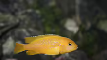 Pseudotropheus saulosi( w)