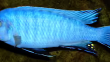 Pseudotropheus socolofi 