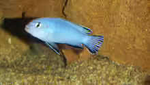Pseudotropheus Socolofi