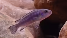 Pseudotropheus Socolofi