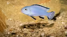 Pseudotropheus socolofi