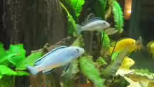 Pseudotropheus socolofi