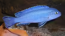Pseudotropheus socolofi