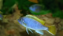 Pseudotropheus sp. `Acei`