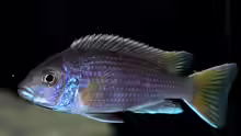 Pseudotropheus sp 