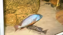Pseudotropheus elongatus mpanga