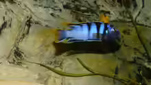 Pseudotropheus elongatus