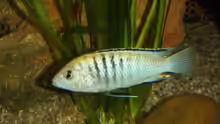 Pseudotropheus Sp. Perlmutt