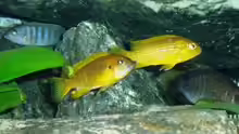 Pseudotropheus thropeops orange
