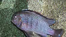 Tropheops macrophthalmus 