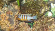 Pseudotropheus zebra chesese long pelvic WF
