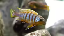 Pseudotropheus zebra long pelvic M