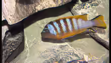 Pseudotropheus zebra long pelvic