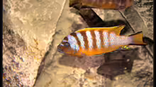 Pseudotropheus zebra long pelvic