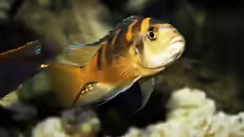 Pseudotropheus