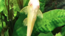 Pterigoplychthys gibbiceps albino Jungfisch 4cm