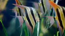 Pterophyllum altum