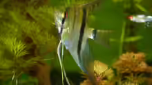 Pterophyllum scalare 