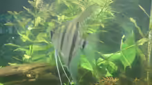 Pterophyllum scalare spec.